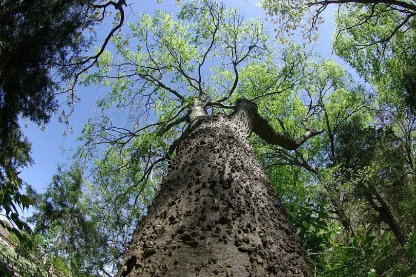 Sugar Hackberry