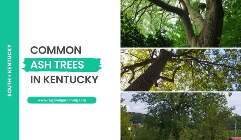Common Ash Trees In Kentucky