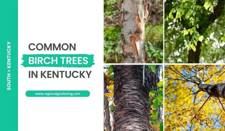 Common Birch Trees In Kentucky