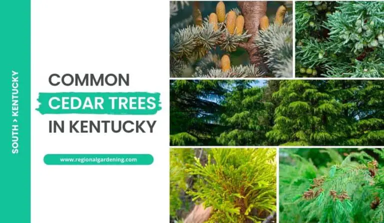 5 Common Cedar Trees In Kentucky (Photos & Identification)