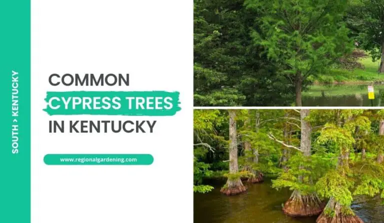2 Common Cypress Trees In Kentucky (Photos & Description)