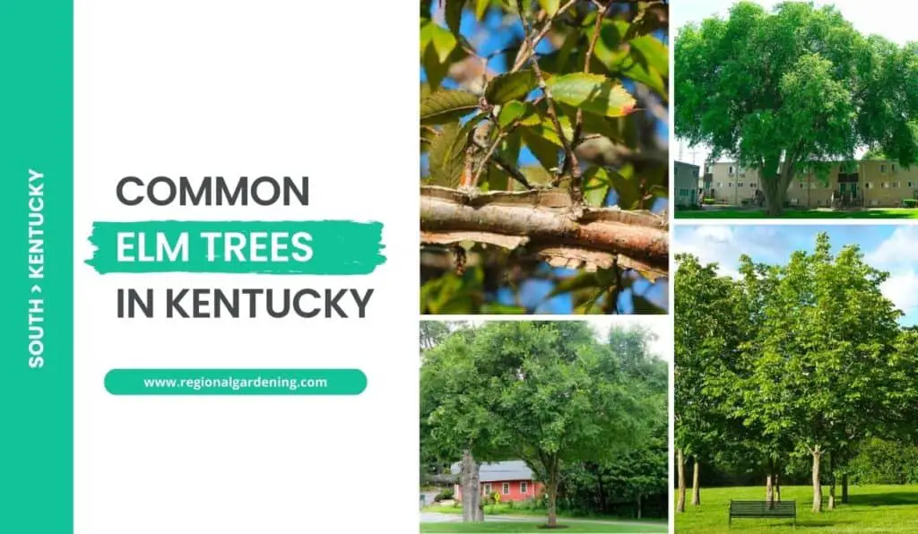 4 Common Elm Trees In Kentucky (Photos & Identification) - Regional ...