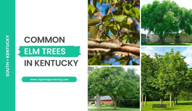 4 Common Elm Trees In Kentucky (Photos & Identification)