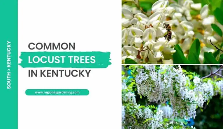 Common Locust Trees In Kentucky
