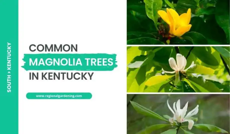 Common Magnolia Trees In Kentucky