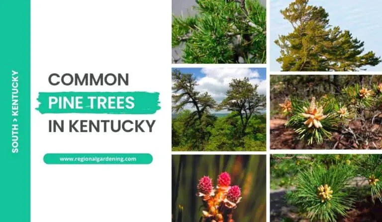 Common Pine Trees In Kentucky