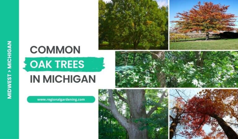 7 Common Oak Trees In Michigan (Photos & ID Guide)
