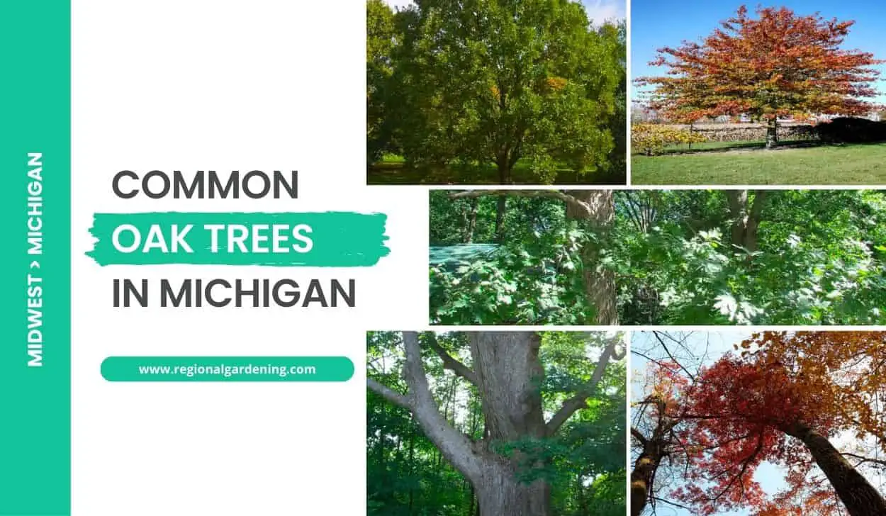 Common Oak Trees In Michigan